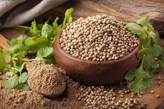 coriander seeds