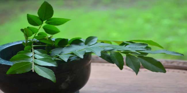 curry leaves